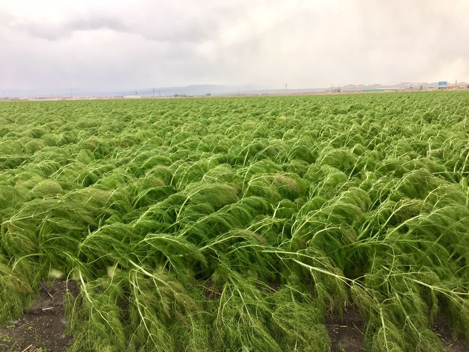 Emergenza neve nei campi: vigneti abbattuti e masserie isolate